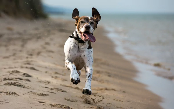 A German Shorthaired Pointer joyfully runs along the sandy beach, captured in vivid 4K Ultra HD detail.