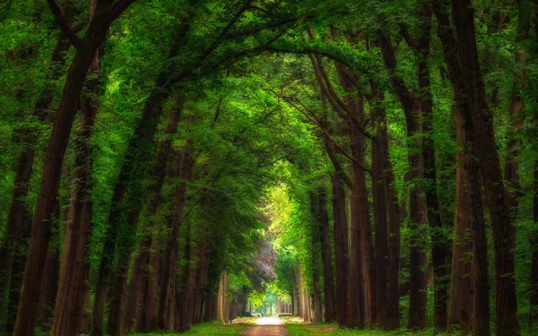 HD desktop wallpaper featuring a man-made dirt road lined with tall, lush trees creating a green tunnel in a natural forest setting.