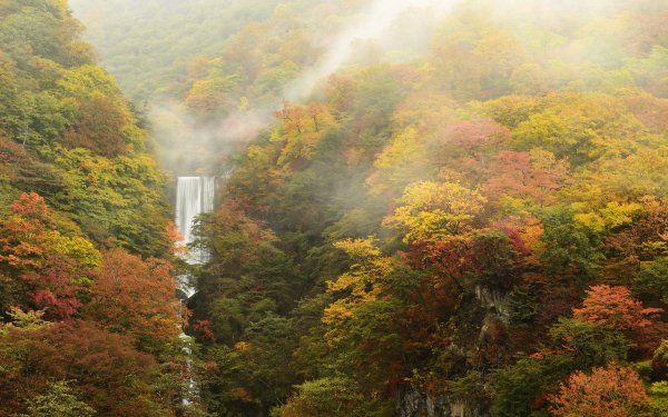 Nature Waterfall Waterfalls Forest Fog Tree Fall HD Wallpaper | Background Image