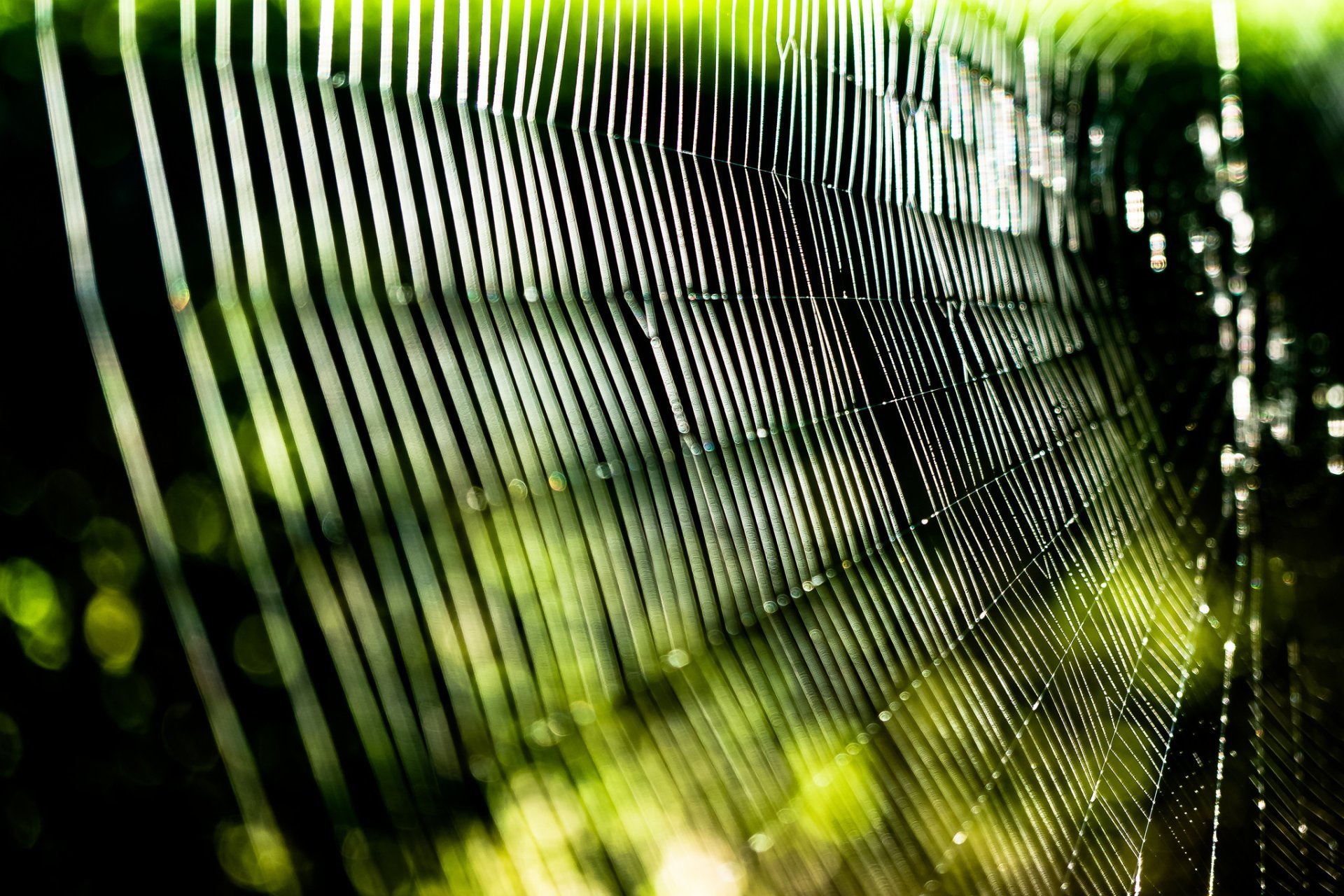 A close-up macro shot of a spider web illuminated by natural light, featuring a bokeh effect in the background. This image serves as a stunning HD desktop wallpaper.