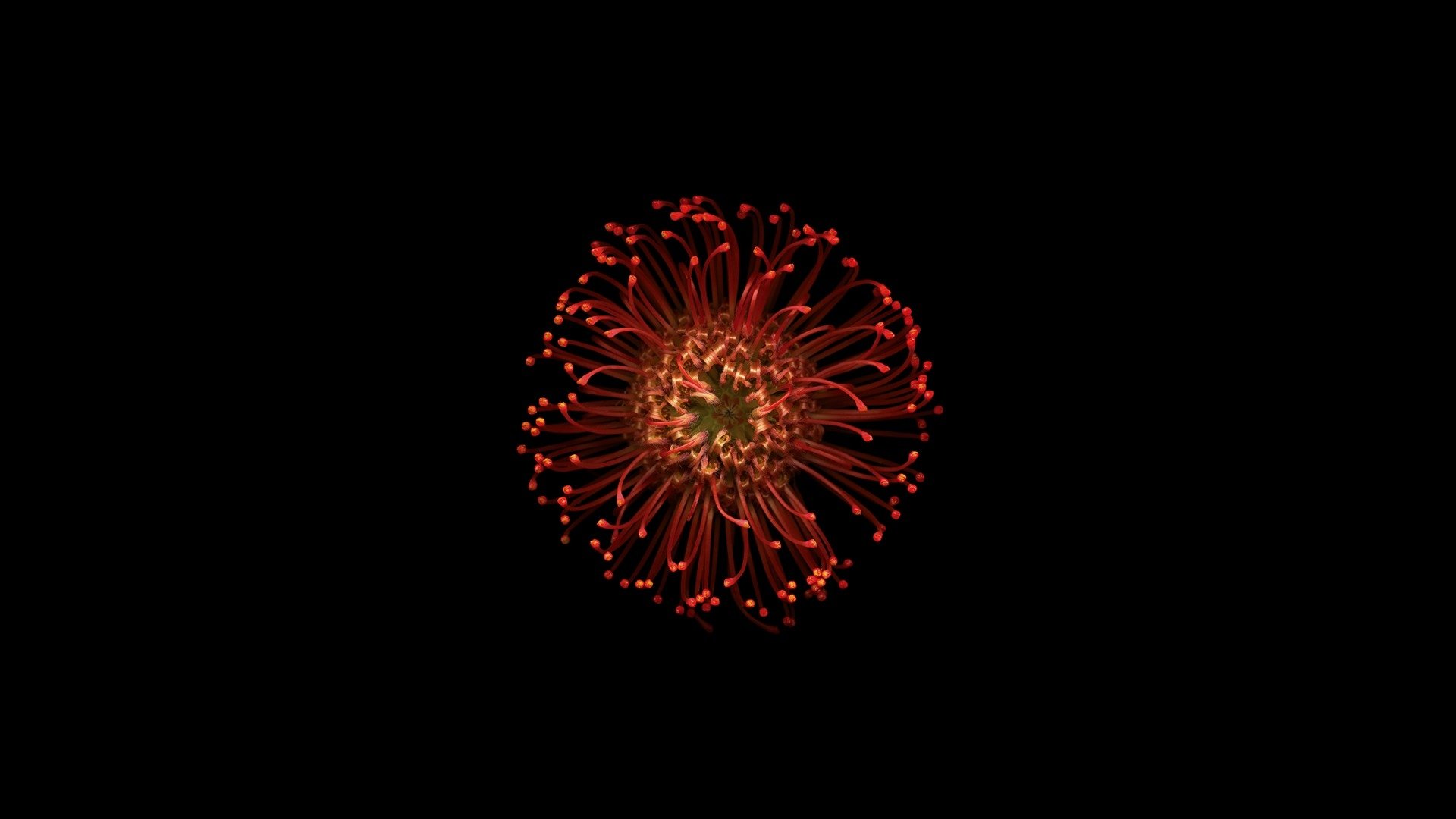 Download Red Flower Nature Flower HD Wallpaper