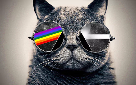 Animal cat HD Desktop Wallpaper | Background Image