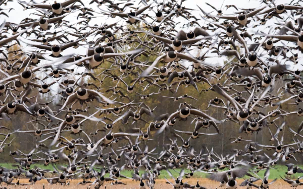 flock of birds Animal bird HD Desktop Wallpaper | Background Image