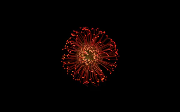  Exotic Flower