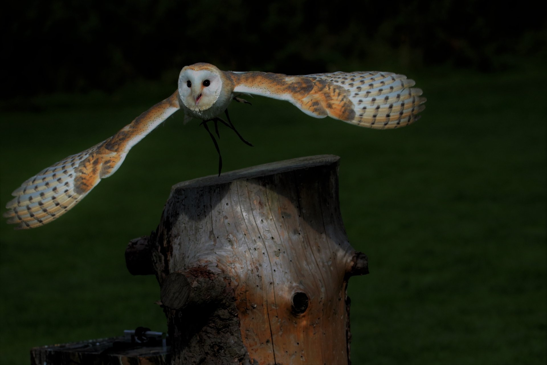 A barn owl spreads its wings as it flies low over a tree stump against a dark background in this 4K Ultra HD PC desktop wallpaper.