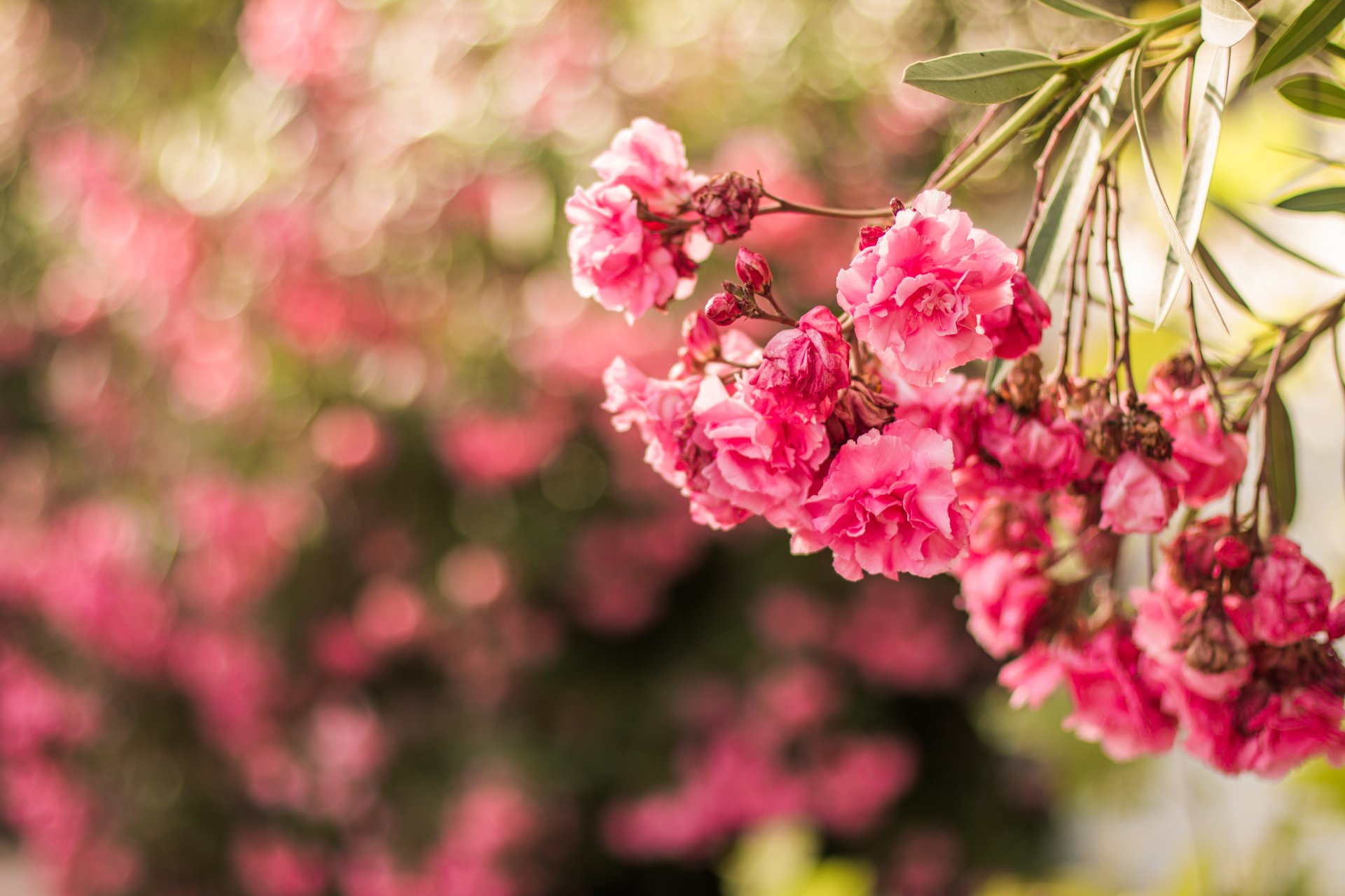 Nature Blossom 4k Ultra HD Wallpaper