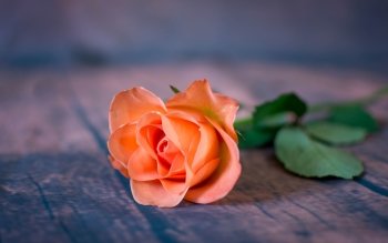 Rose Orange Flower Nature 8K Wallpaper #159