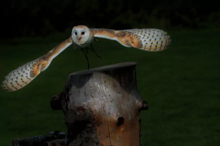 A barn owl spreads its wings as it flies low over a tree stump against a dark background in this 4K Ultra HD PC desktop wallpaper.