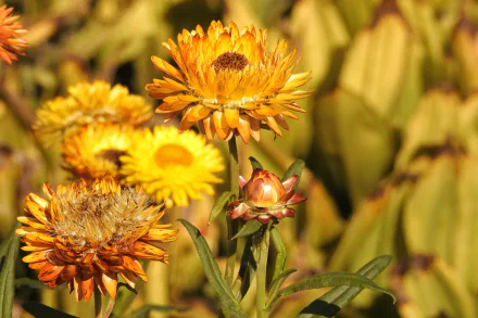 yellow flower nature flower HD Desktop Wallpaper | Background Image