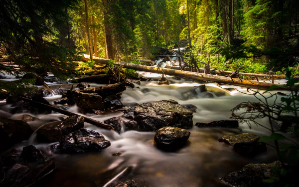 5K Ultra HD PC desktop wallpaper: sunlit forest stream cascading over rocks and logs, foamy white water threading through lush green trees and moss.