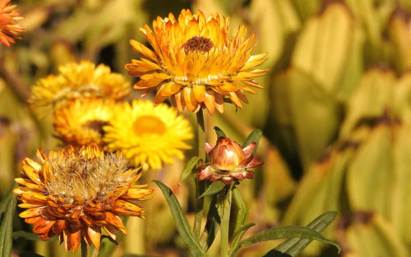 yellow flower nature flower HD Desktop Wallpaper | Background Image