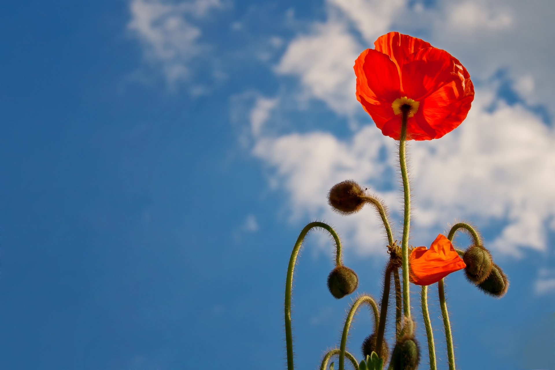 Download Summer Red Flower Flower Sky Nature Poppy 8k Ultra HD Wallpaper