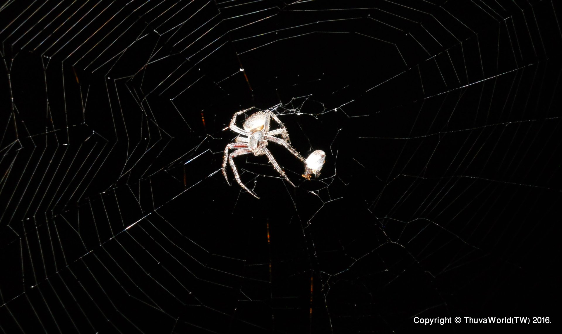 Spider_Night Vision Wallpaper