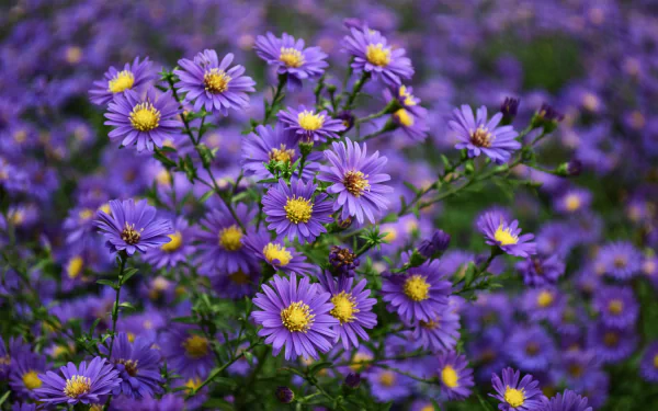 purple flower nature flower HD Desktop Wallpaper | Background Image