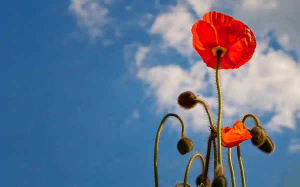 summer red flower flower sky nature poppy HD Desktop Wallpaper | Background Image