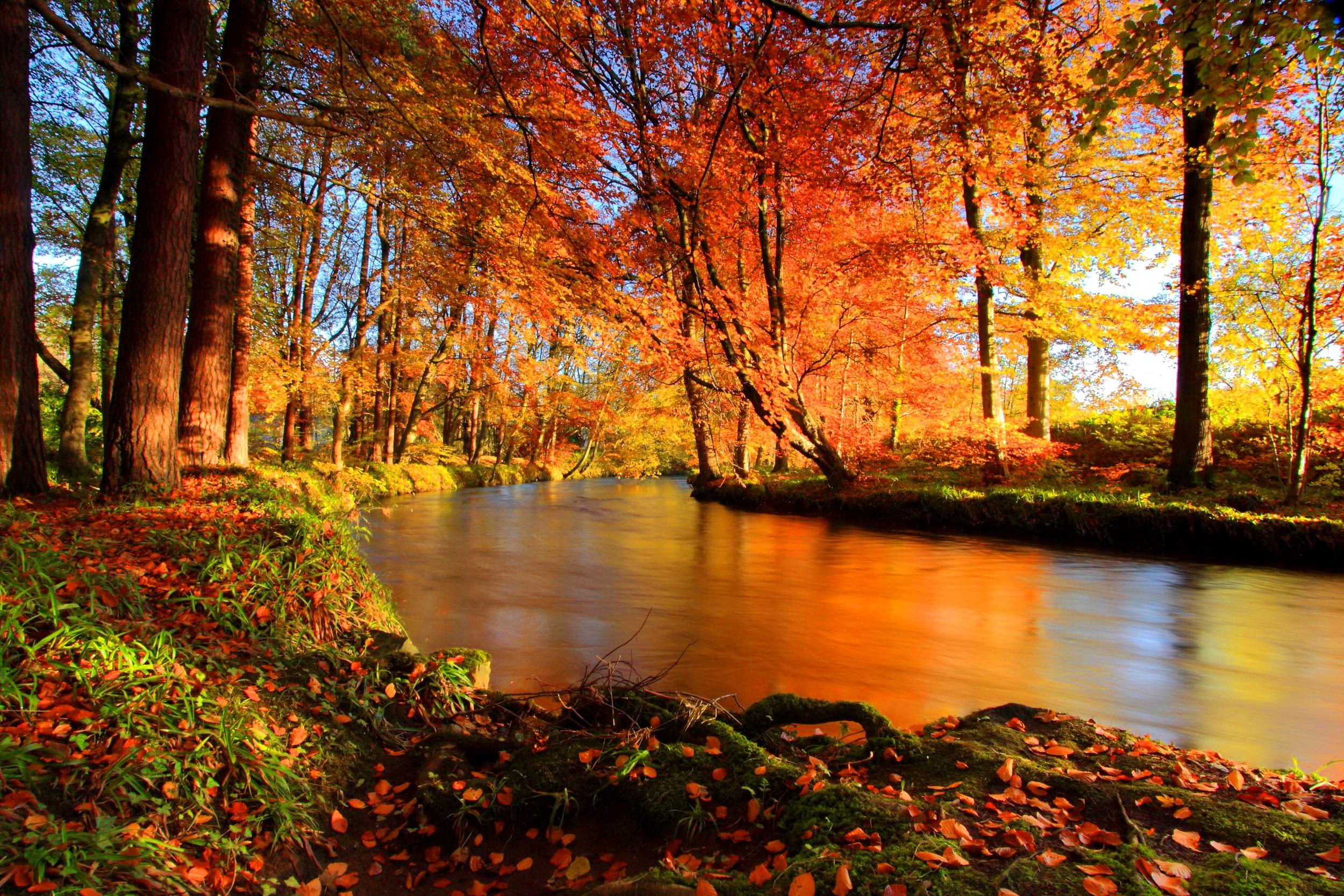 Autumn Serenity HD Wallpaper Of A Forest River In Fall Colors