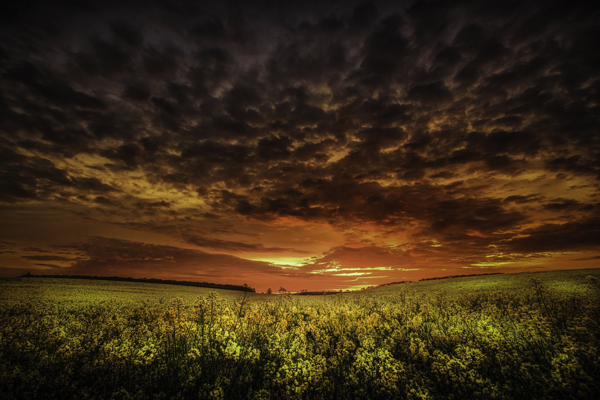 4K Ultra HD wallpaper of a rapeseed field under a dramatic sunset sky with dark clouds, blending vibrant nature hues with intense evening light.