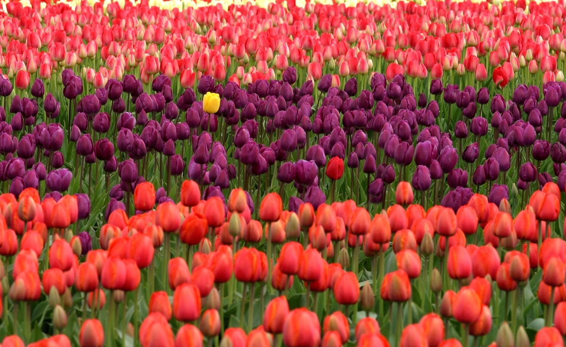 Download Field Purple Flower Orange Flower Flower Nature Tulip HD ...