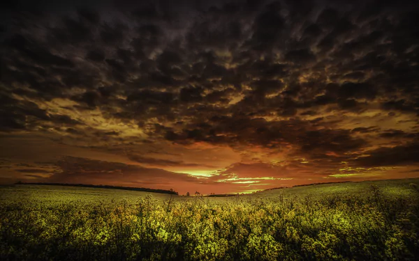 4K Ultra HD wallpaper of a rapeseed field under a dramatic sunset sky with dark clouds, blending vibrant nature hues with intense evening light.