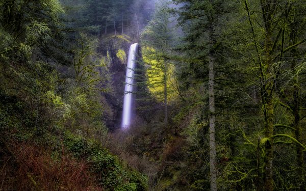 Nature Waterfall Waterfalls Tree Forest HD Wallpaper | Background Image