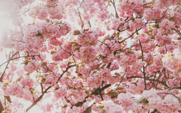 cherry blossom nature blossom HD Desktop Wallpaper | Background Image