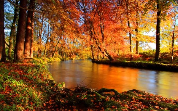Earth River Forest Fall HD Wallpaper | Background Image