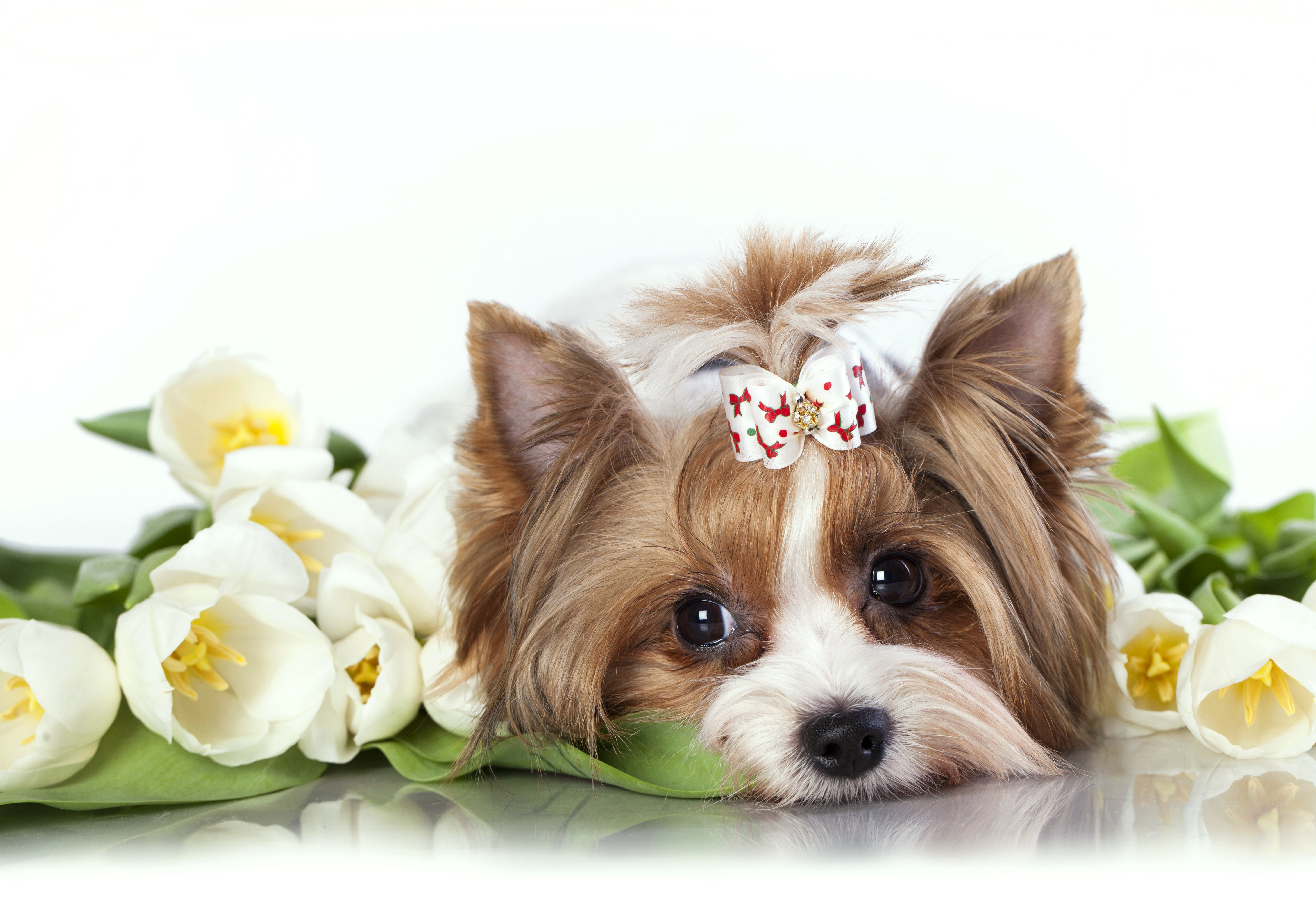 Animal Yorkshire Terrier HD Wallpaper | Background Image