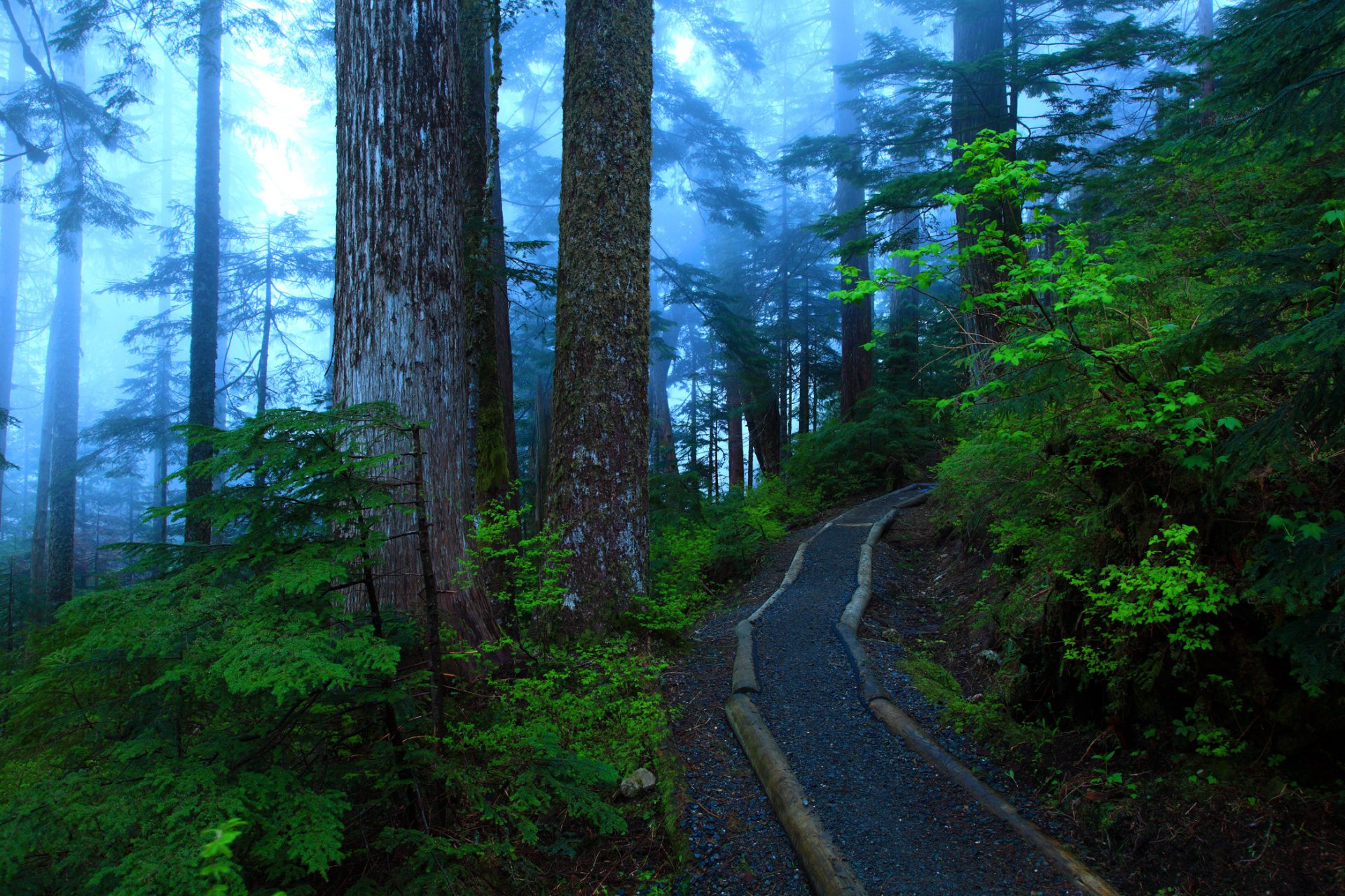 Download Nature Fog Tree Green Forest Man Made Path HD Wallpaper ...