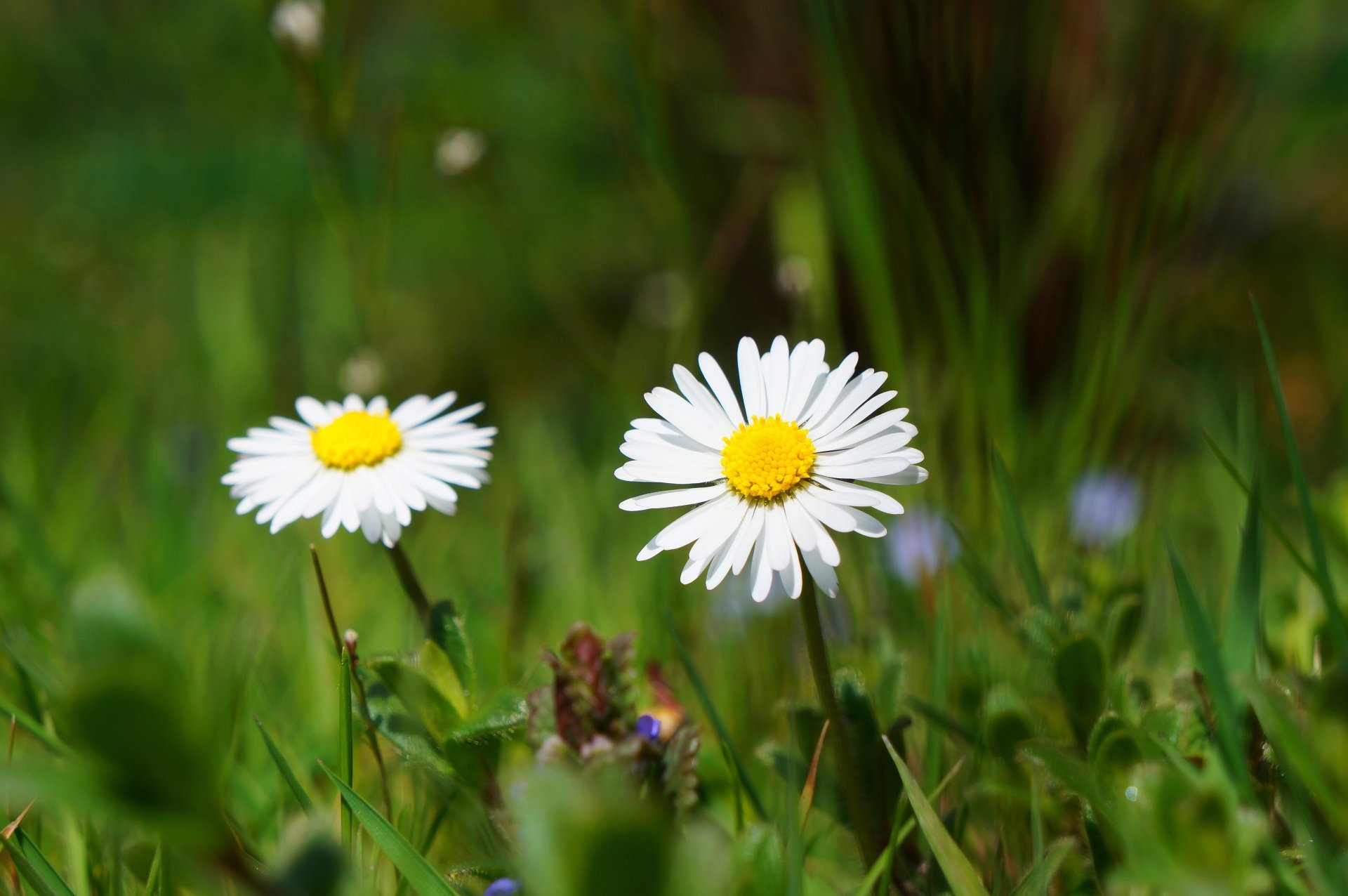 Daisy 4k Ultra HD Wallpaper