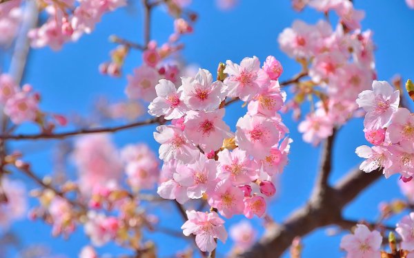 Nature Blossom Flowers Spring Flower Cherry Blossom Pink Flower Close-Up HD Wallpaper | Background Image