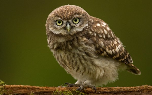 Animal Owl Birds Owls Bird HD Wallpaper | Background Image