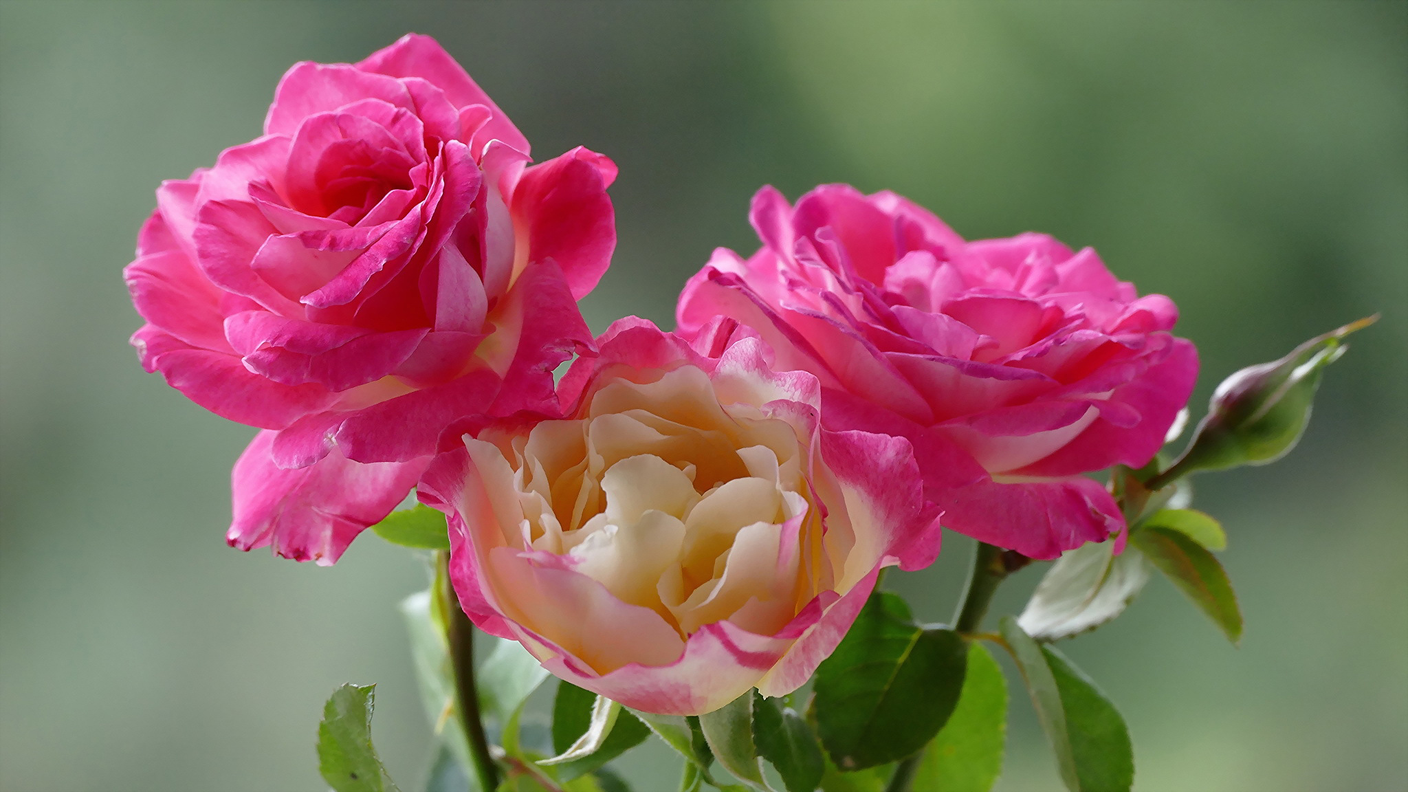 Pink Roses HD Wallpaper | Background Image | 2048x1152 ...