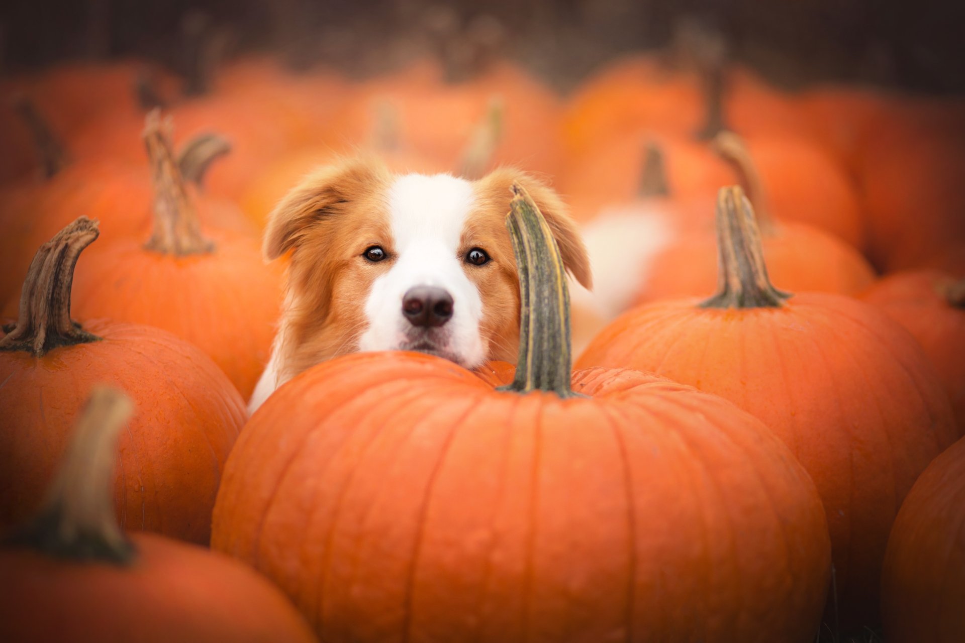 Download Pumpkin Dog Animal Border Collie 4k Ultra HD Wallpaper