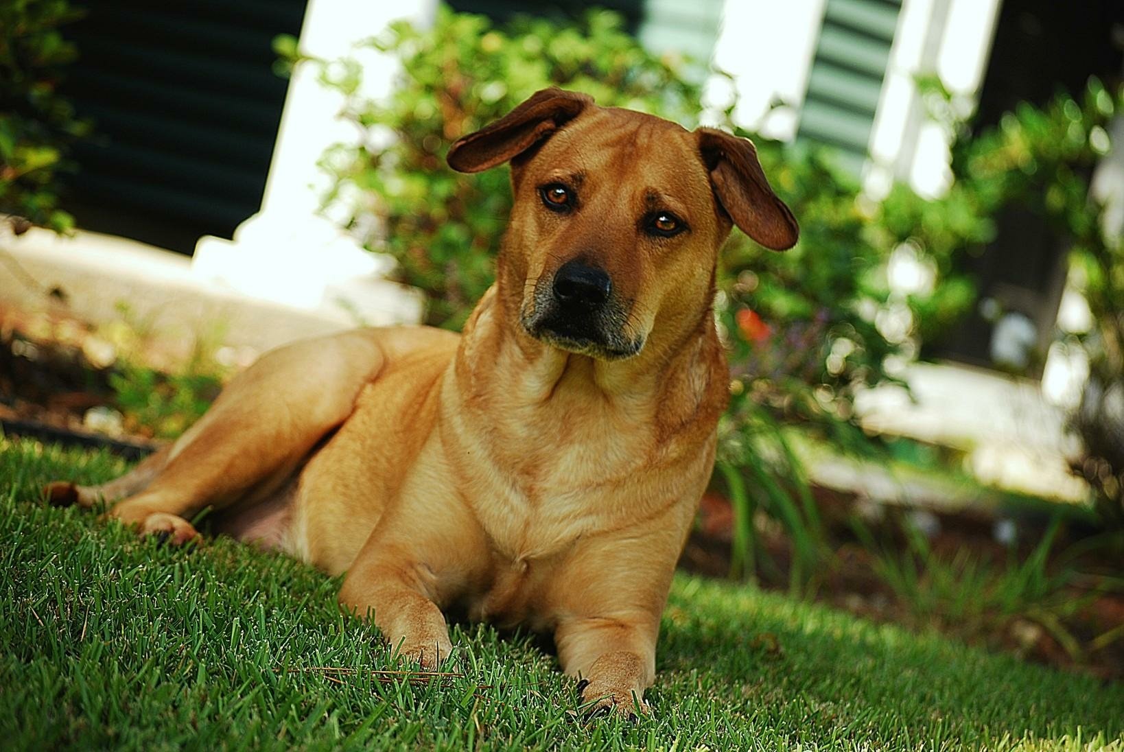 Download Bokeh Animal Dog Wallpaper