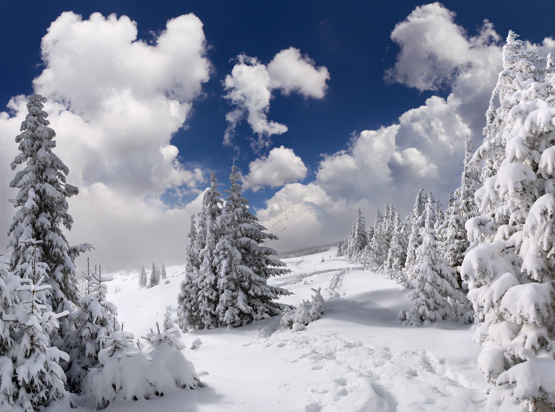 Download Cloud Snow Tree Forest Nature Winter 4k Ultra HD Wallpaper