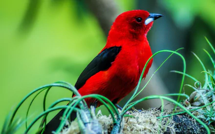 A vibrant red tanager perched amidst green foliage, showcasing its striking color contrast. This HD desktop wallpaper captures the beauty of nature.