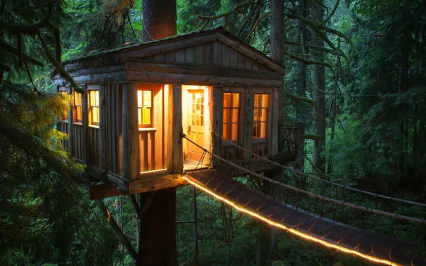 forest tree treehouse house man made cabin HD Desktop Wallpaper | Background Image