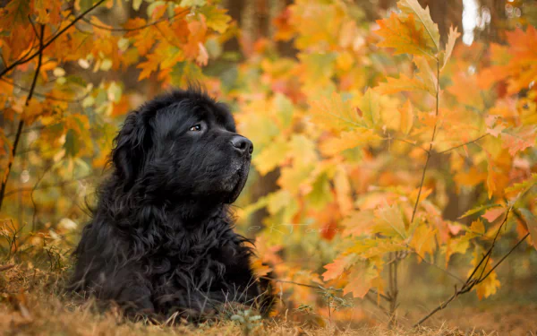 A majestic Newfoundland dog rests among vivid fall leaves, captured in 4K Ultra HD as a vibrant PC desktop wallpaper and background.