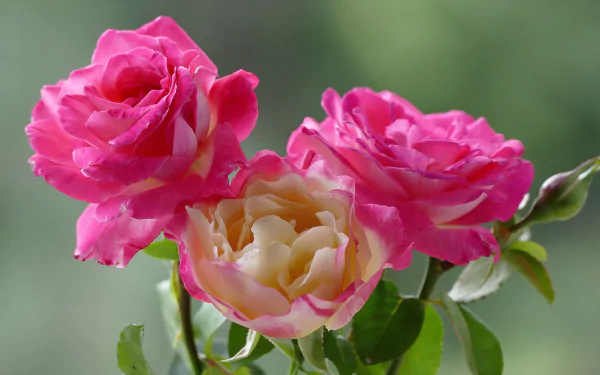  Pink Roses