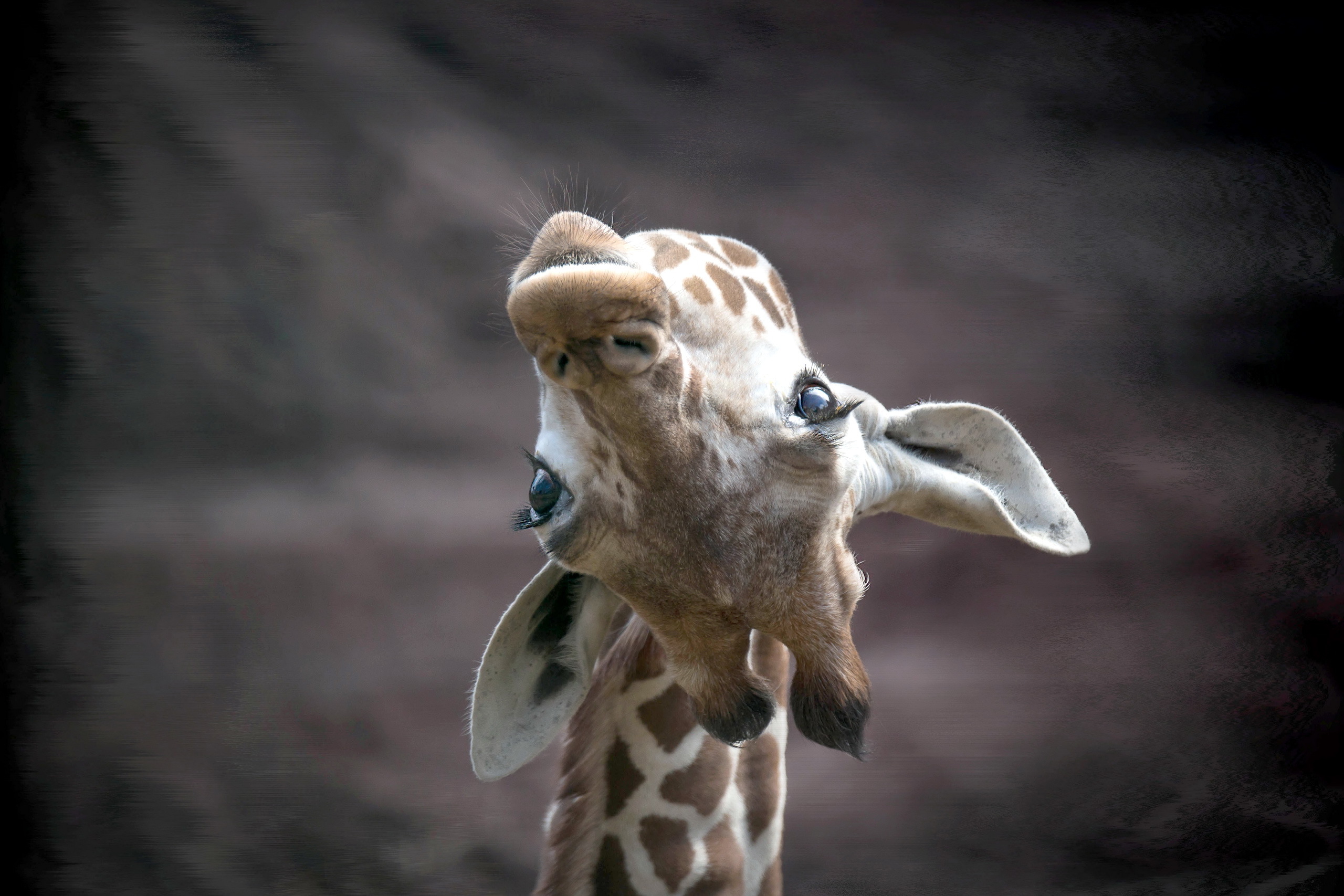Animal Giraffe HD Wallpaper | Background Image