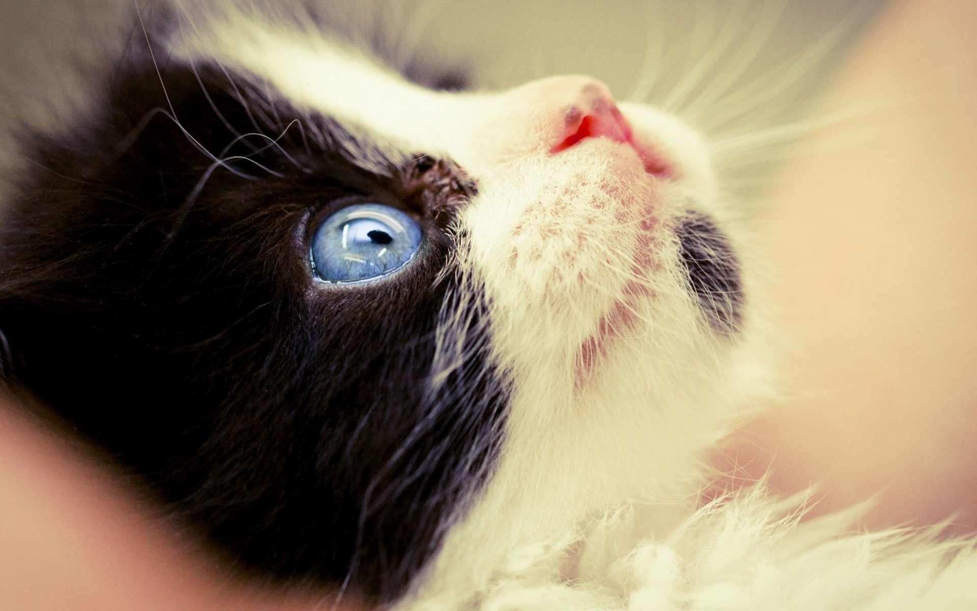 Download Baby Animal Blue Eyes Cute Close-up Face Kitten Animal Cat Cute Cat HD Wallpaper