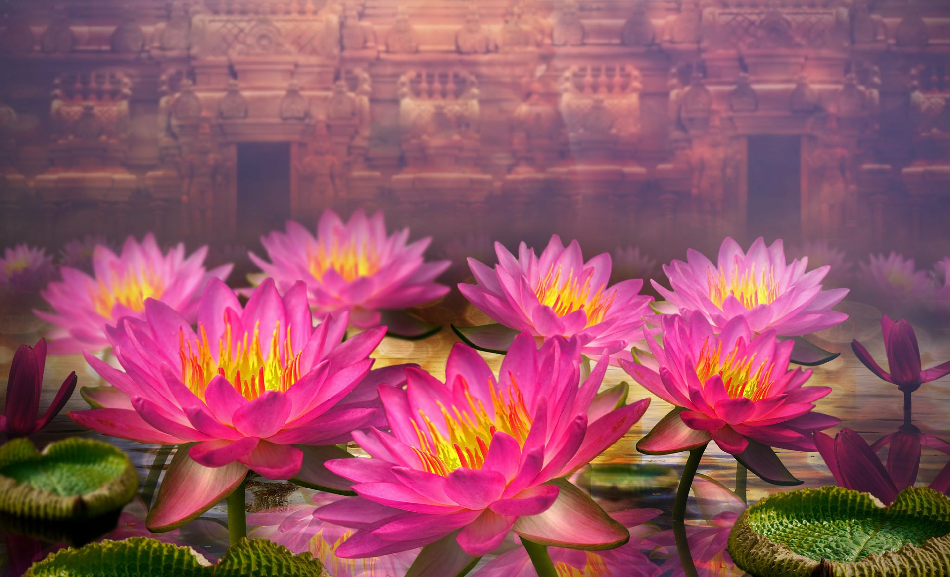 Download Pink Flower Flower Nature Lotus HD Wallpaper