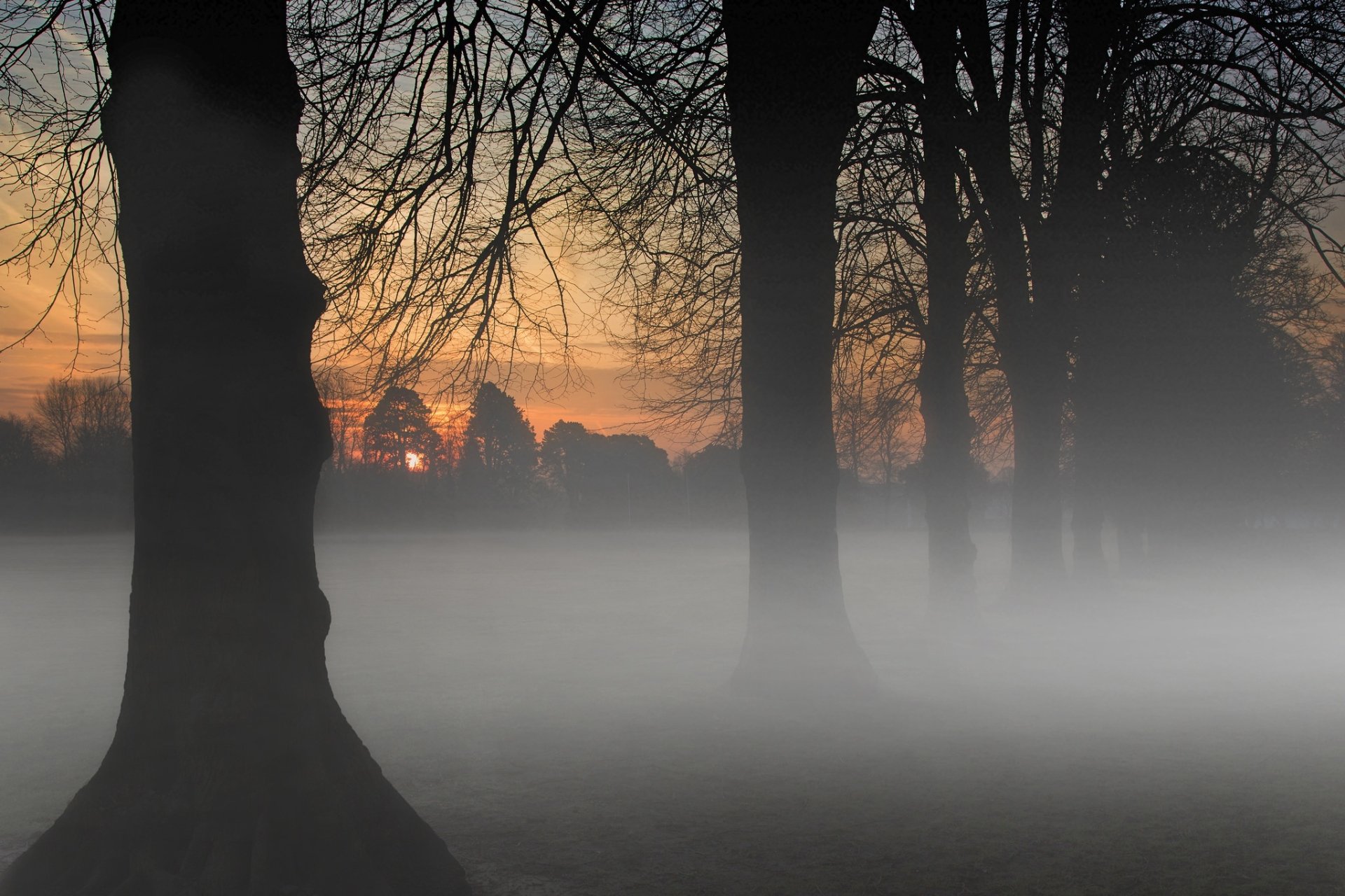 HD desktop wallpaper capturing a foggy sunrise through tall, tree-lined silhouettes in a serene natural landscape.