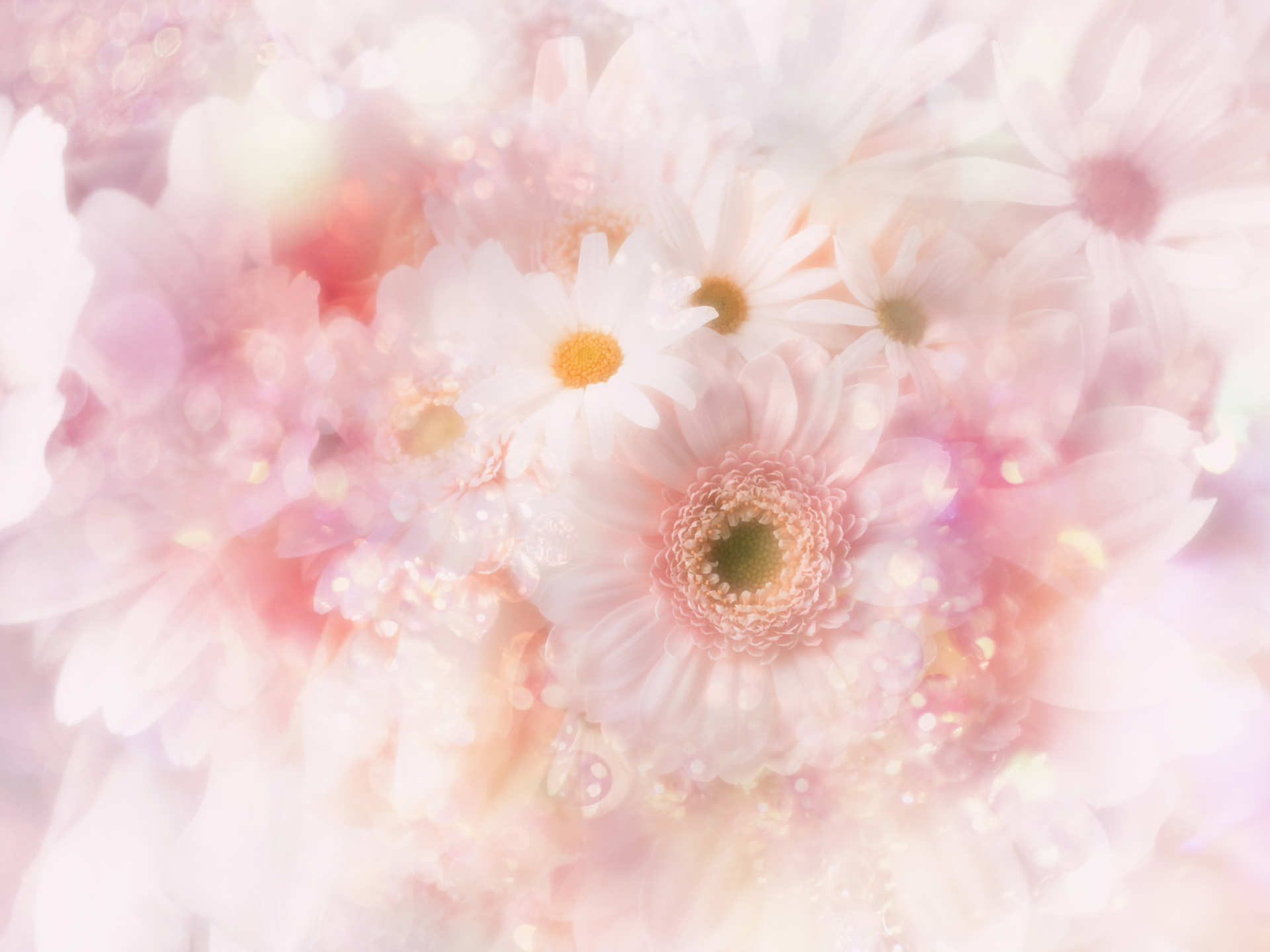 Download Pink Flower Gerbera Daisy Artistic Flower Hd Wallpaper