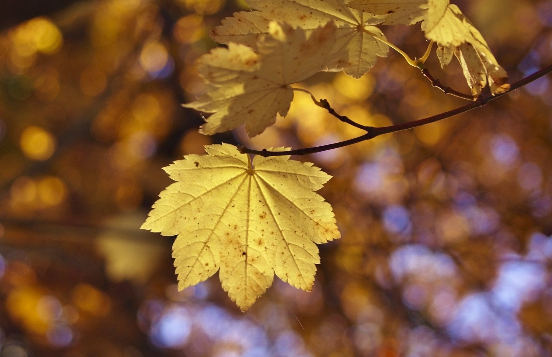 HD PC desktop wallpaper and background — close-up of a yellow fall maple leaf on a branch against warm bokeh nature tones.