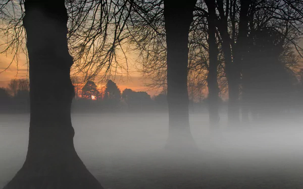 HD desktop wallpaper capturing a foggy sunrise through tall, tree-lined silhouettes in a serene natural landscape.