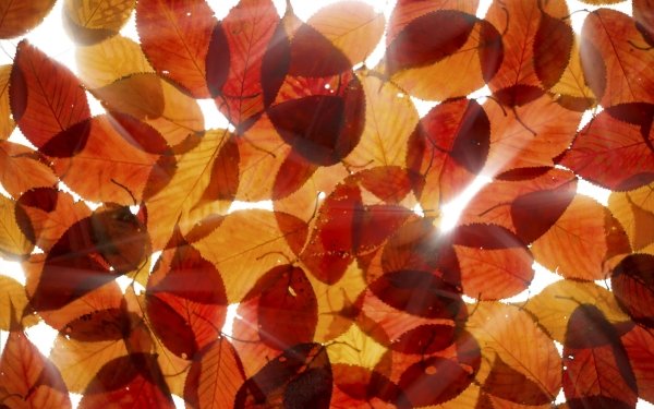Nature Leaf Sunbeam Fall HD Wallpaper | Background Image