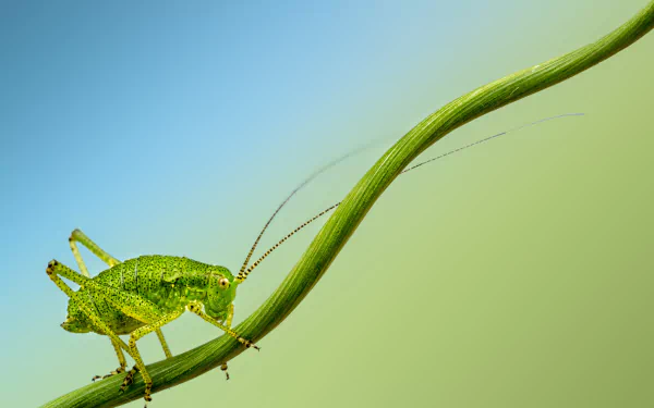 Macro close-up of a green cricket perched on a curved plant stem against a smooth blue-green background, captured in high definition for a PC desktop wallpaper.