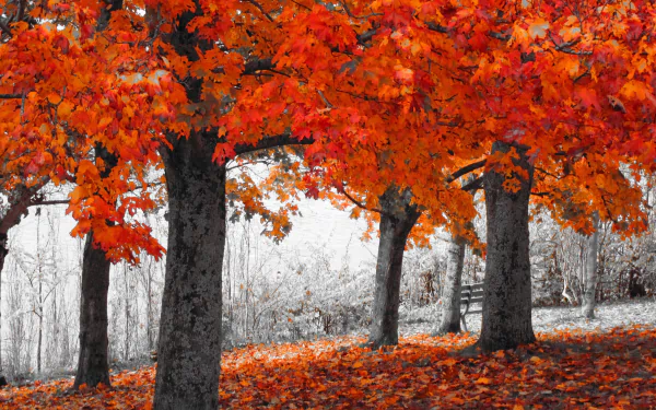 Vibrant orange leaves contrast against a grayscale background in this autumn scene, showcasing the beauty of fall nature with striking selective color in the trees.