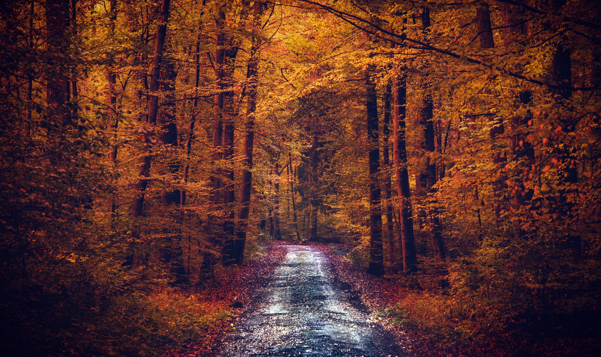 Download Tree Forest Nature Dirt Road Fall HD Wallpaper